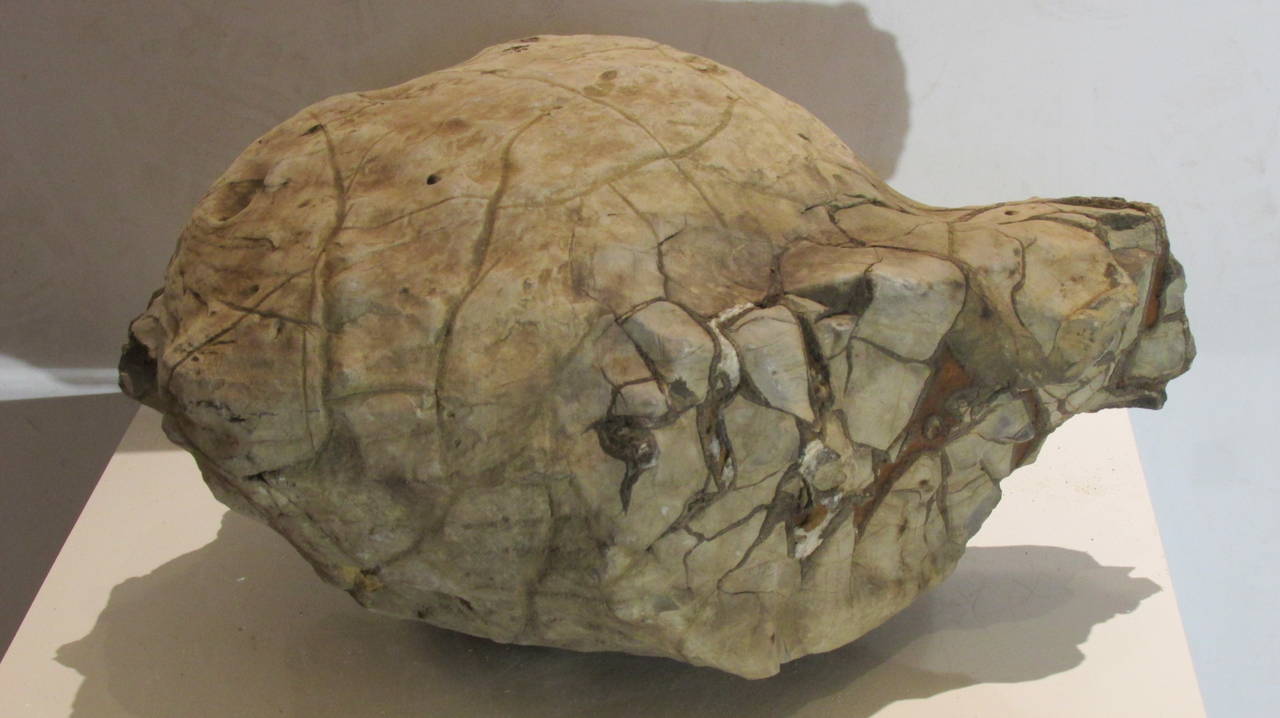 prehistoric fossils