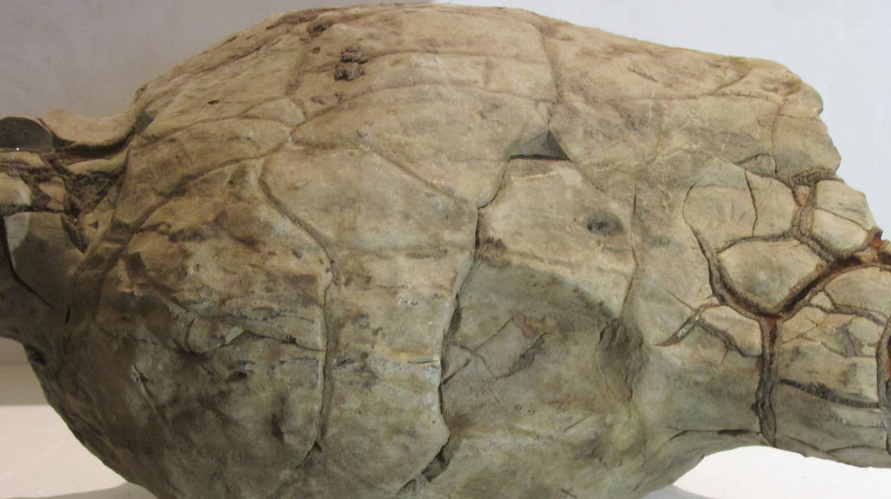 Skull Form Prehistoric Concretion Fossil For Sale at 1stdibs