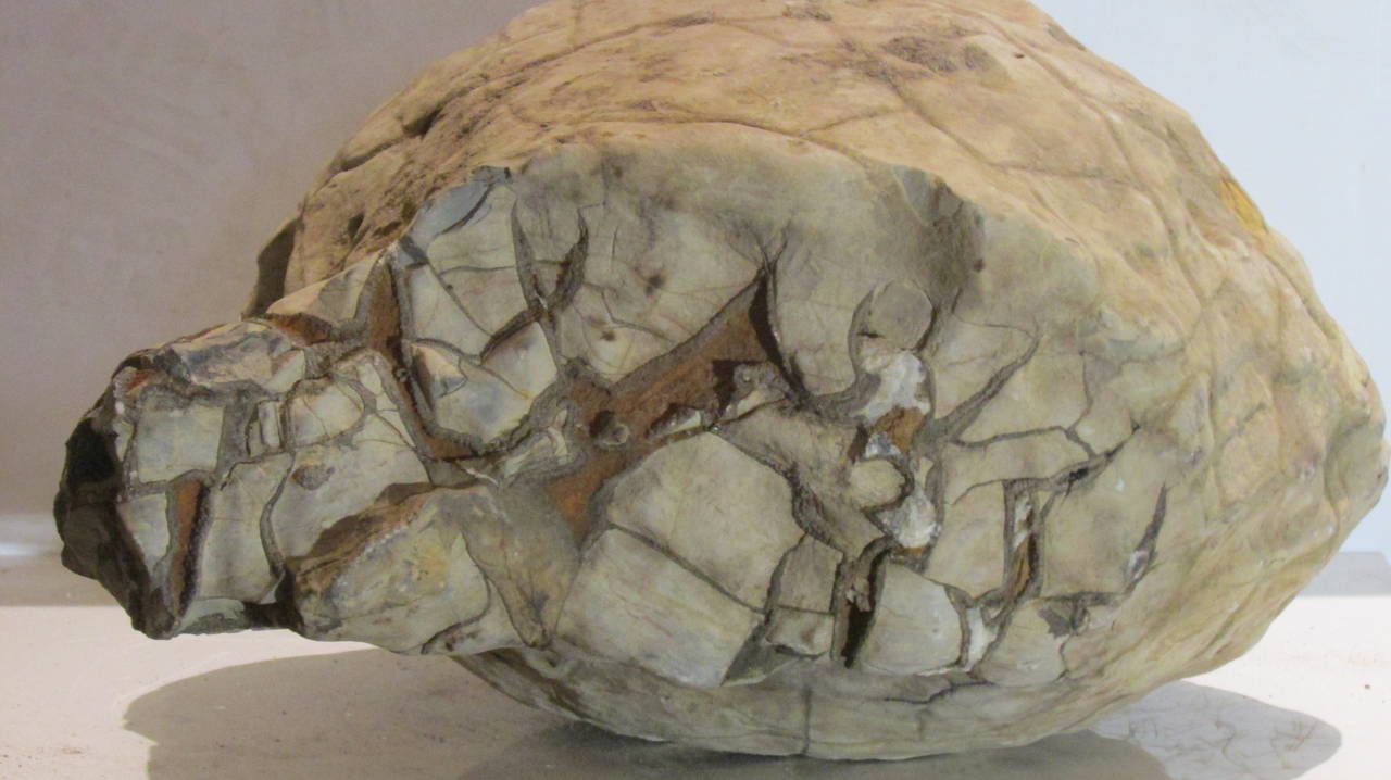 Skull Form Prehistoric Concretion Fossil For Sale at 1stdibs