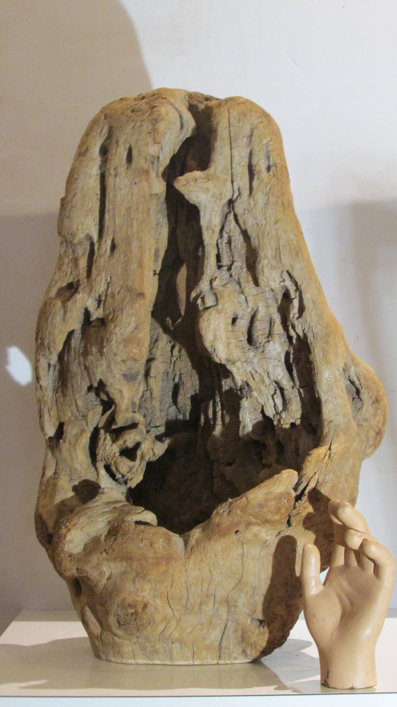 Burl Driftwood Fragment Sculpture 3