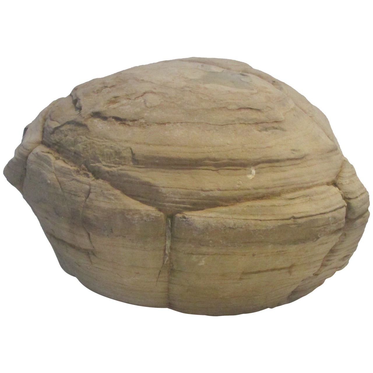Prehistoric Turtle Stone Concretion Fossil