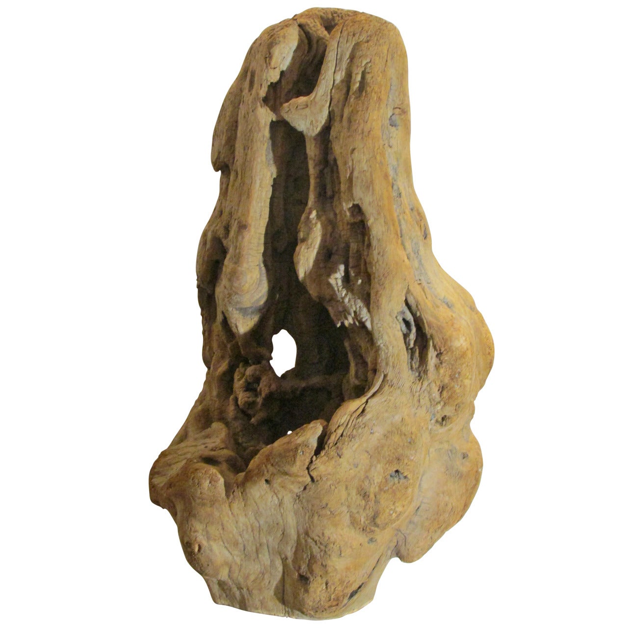 Burl Driftwood Fragment Sculpture