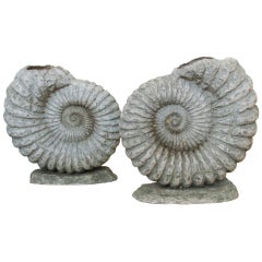 Giant Ammonite Nautilus Fiberglass Sculptures