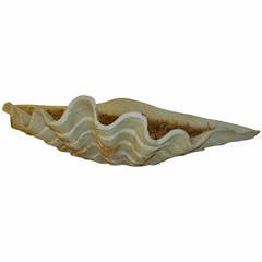 Cast Iron Giant Clam Shell