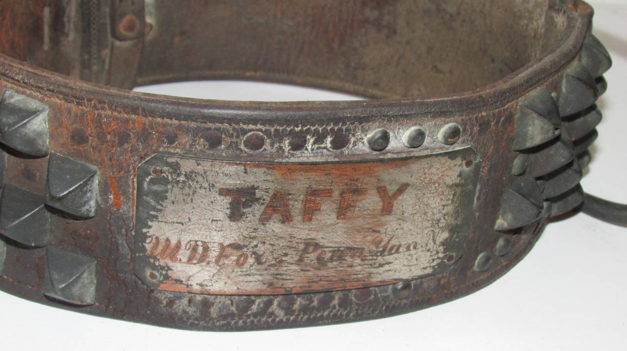 Antique American Big Leather and Metal Spiked Studded Dog Collar In Good Condition In Rochester, NY