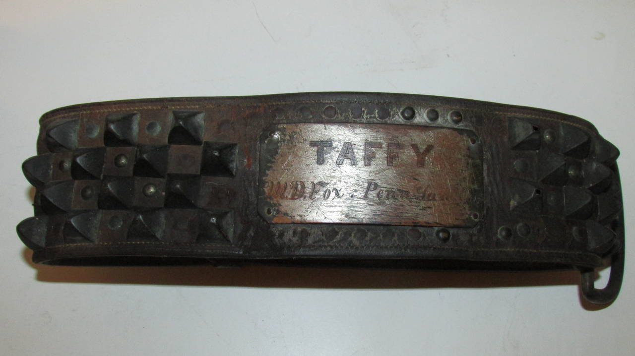 wolf spike collar