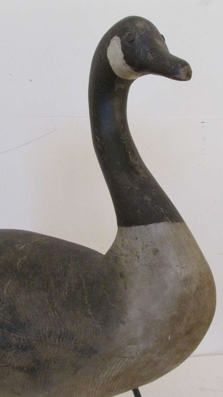 A true to life size Canadian Goose decoy - hand carved & polychrome painted wood body - raised on three elongated iron legs. Beautifully aged original dry painted surface. An exceptional piece of decorative American Folk Art sculpture with lots of