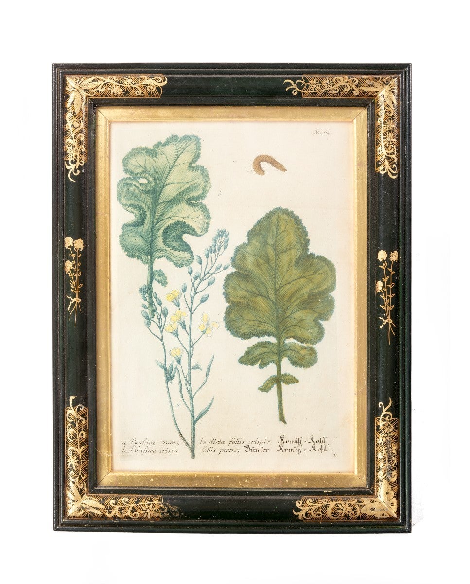 Fine set of 12 botanical prints in black and gilded decorated frames.