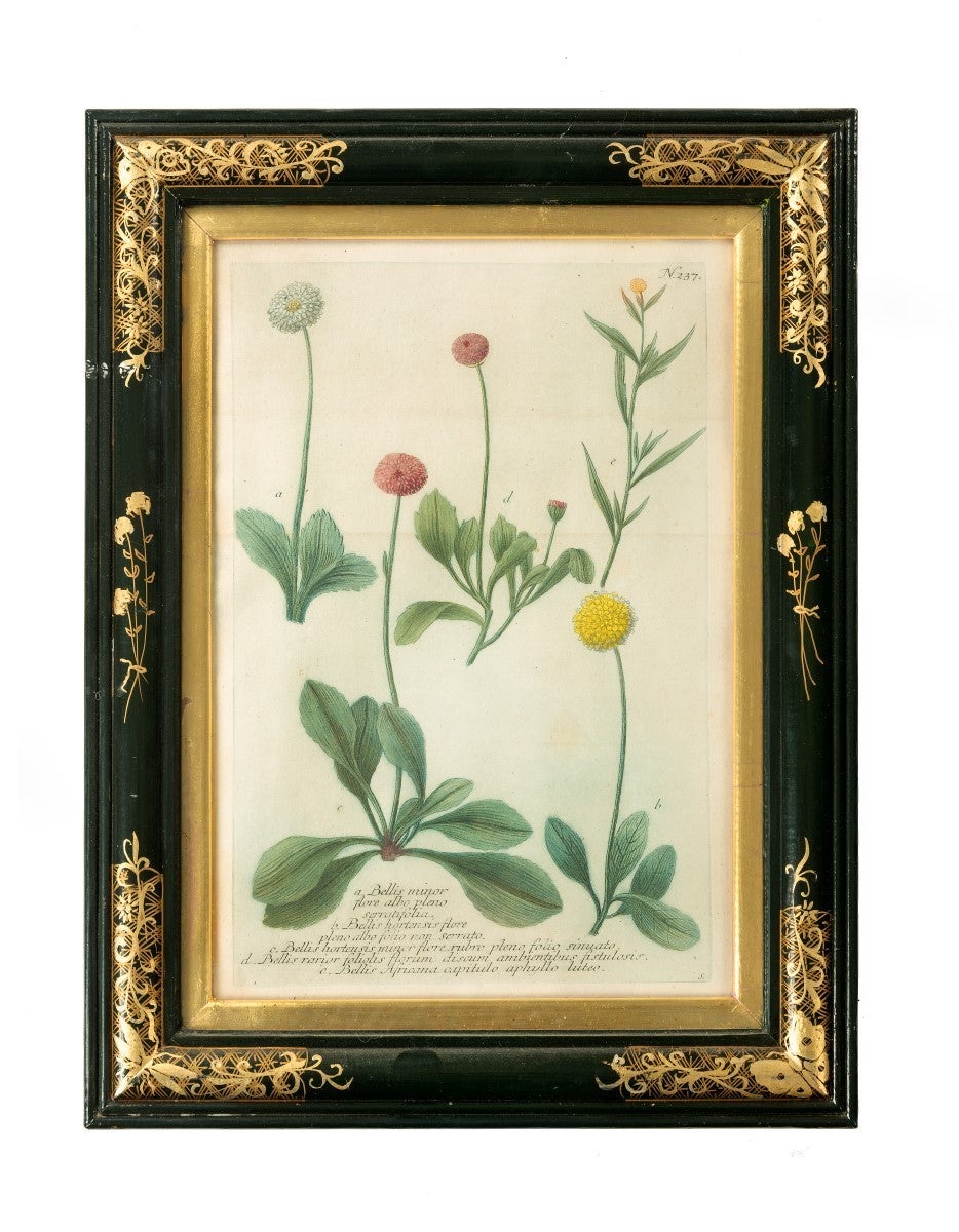 English Collectionof 12 botanical prints For Sale
