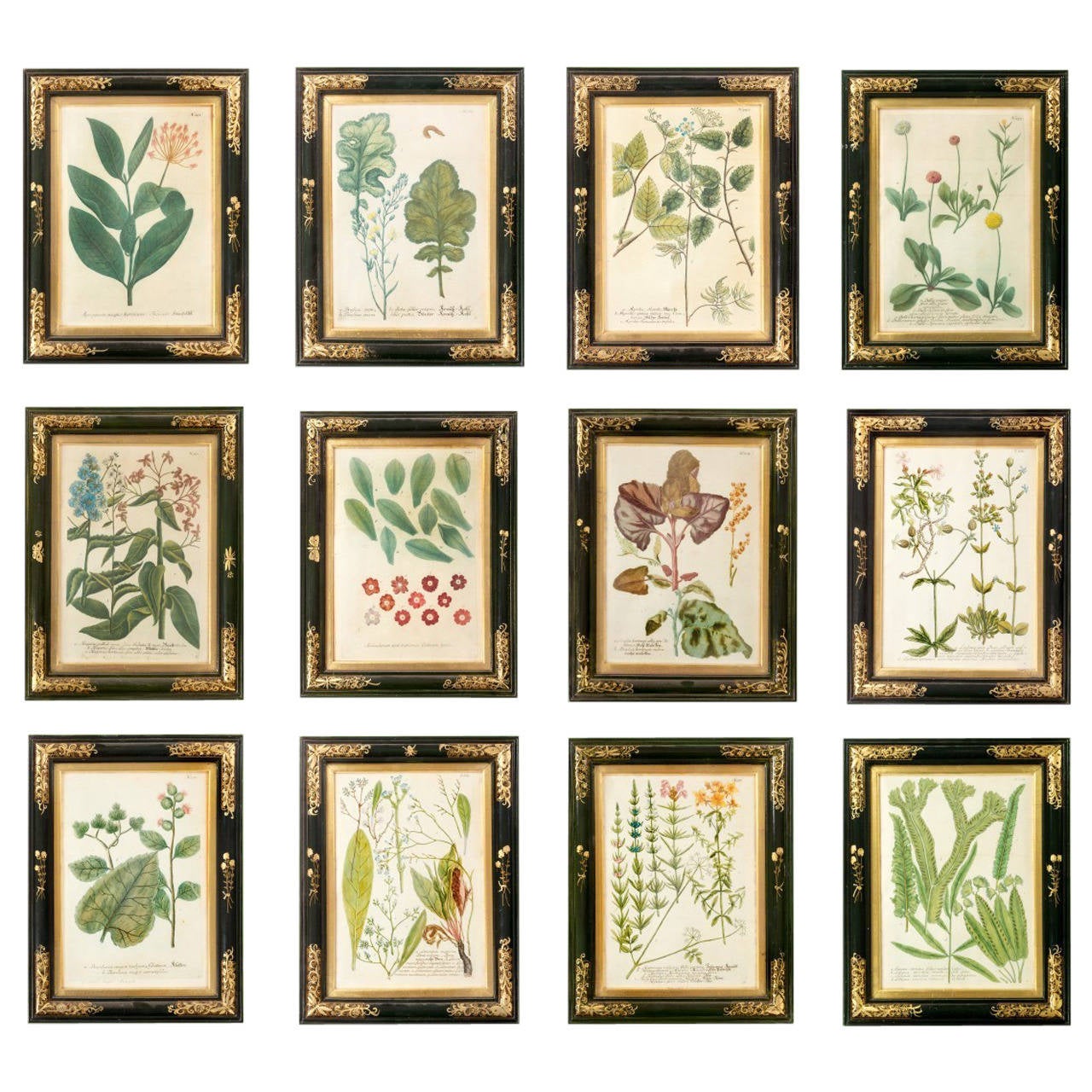 Collectionof 12 botanical prints For Sale