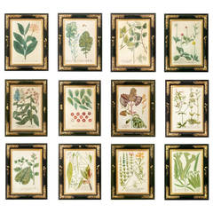 Collectionof 12 botanical prints
