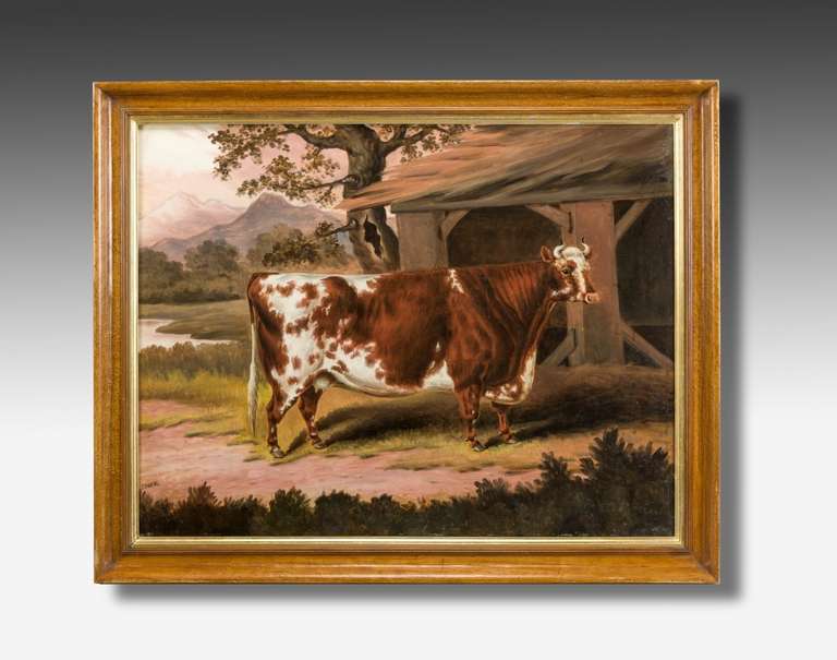 British Primitive School, oil on canvas. Signed by the artist; Sam Spode- 1825-1858. Prize Ayrshire cow in a landscape. In Maplewood frame