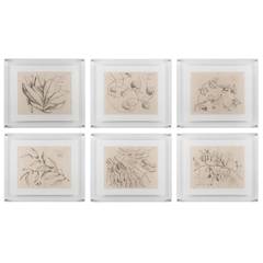 Six Antique Prints of Asian Flora