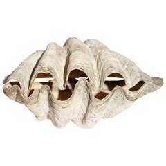Pair of Giant Clam Shells