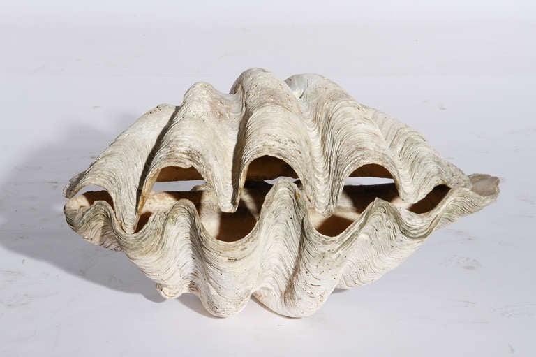 English Pair of Giant Clam Shells
