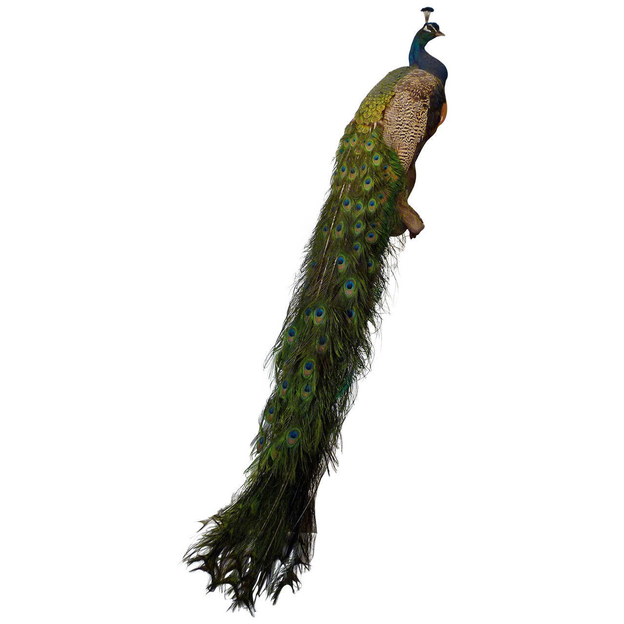 Stunning Taxidermy Peacock c.2009 For Sale