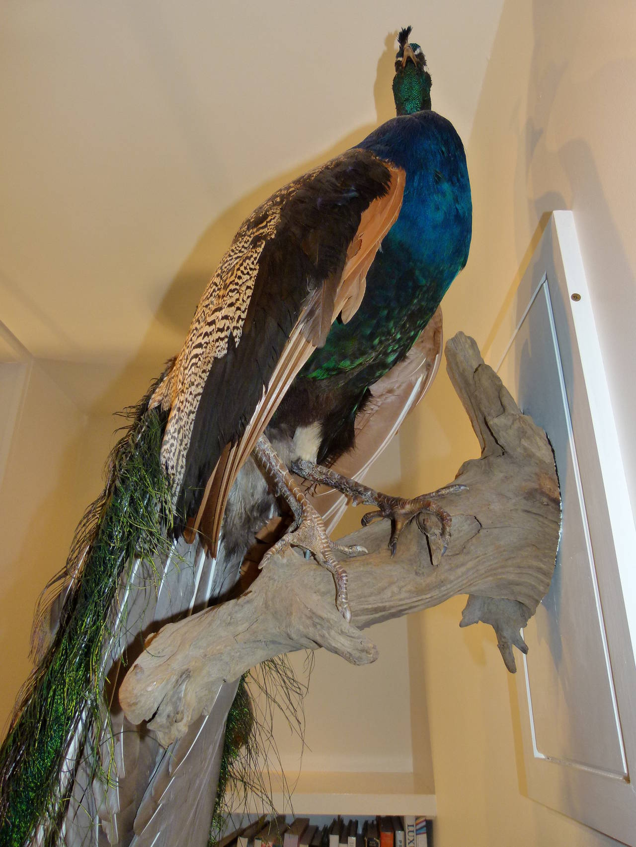 Stunning Taxidermy Peacock c.2009 For Sale 4
