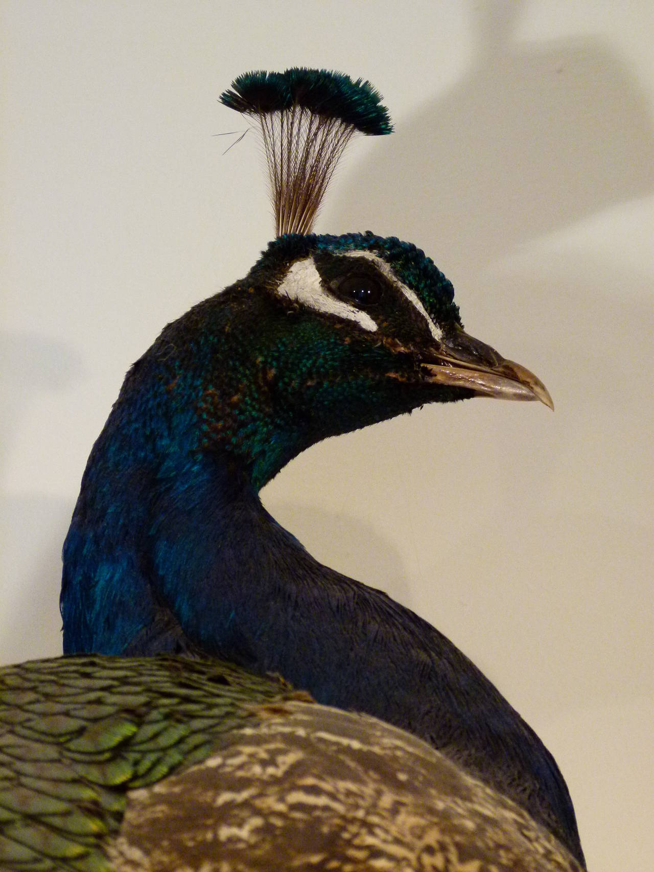 Stunning Taxidermy Peacock c.2009 For Sale 1