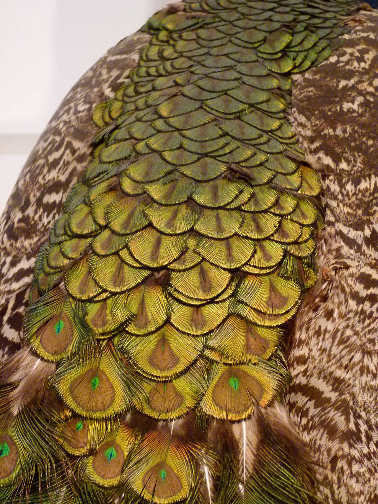 Modern Stunning Taxidermy Peacock c.2009 For Sale