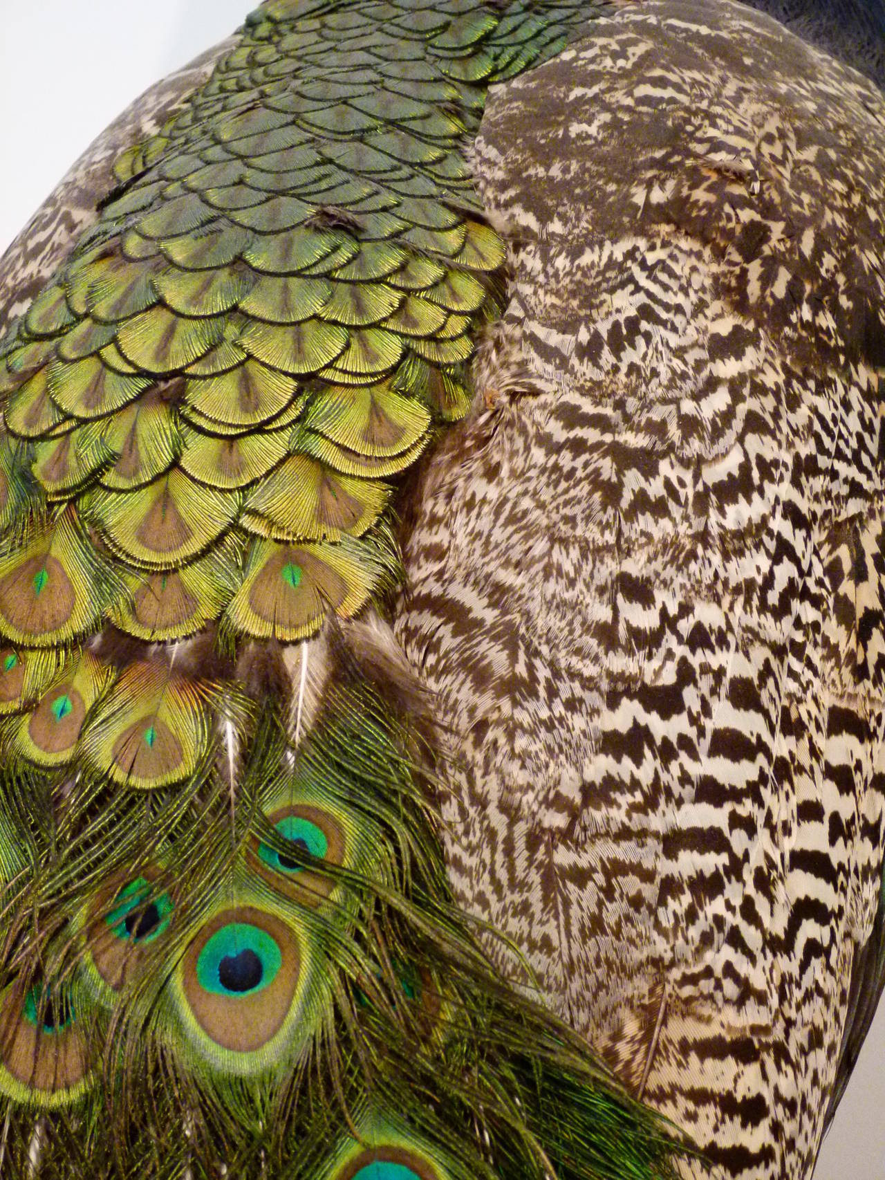 English Stunning Taxidermy Peacock c.2009 For Sale