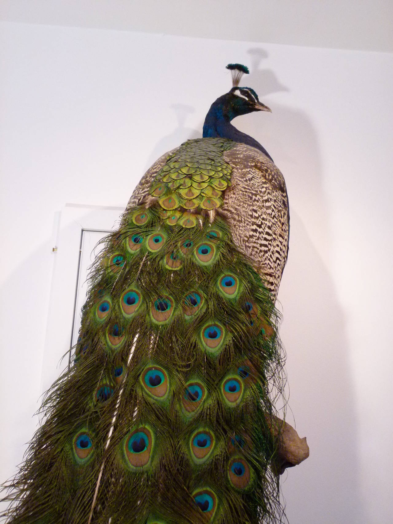 Contemporary Stunning Taxidermy Peacock c.2009 For Sale