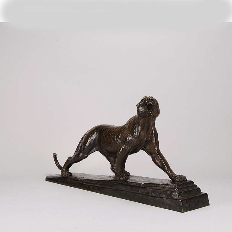 A majestic early 20th century bronze study of a powerful panther in a stretched pose widening its mouth to roar. The bronze with intricate hand chased surface detail and fine rich dark ochre and brown patination. Raised on an integral base, signed L