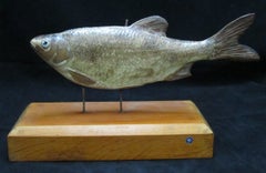 Unmarked Model of a Mounted Fish