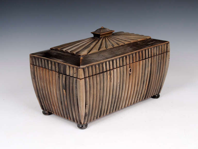 Bombe shaped Anglo Indian Buffalo Horn Tea Chest. 

Anglo Indian Vizagapatam Buffalo Horn Tea Caddy, bombe shaped of ribbed form with gadrooned finial. It stands on turned horn feet with the inside having twin lift-out solid removable sandalwood
