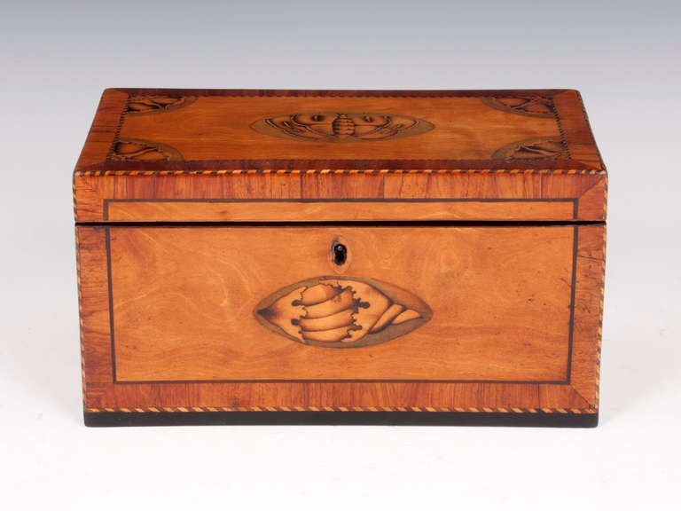 Satinwood Tea Caddy