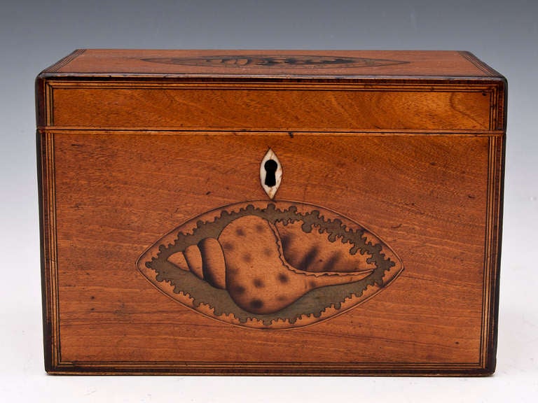 Georgian Satinwood Tea Caddy