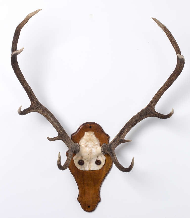 Rack of nicely proportioned deer antlers on a beautiful wooden plaque.
Great decorative piece over a door or as a hat rack.
Shipping included within the Continental USA.