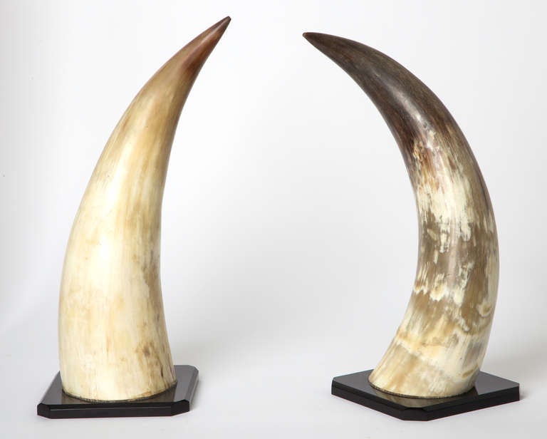 C. 1930s, fantastic pair of Bull horns.  Very decorative with great coloration.  Mounted on black beveled lucite stands, newly added.
Wonderful addition to your desk or your bookcase.