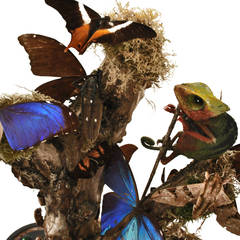 Bell Glass with Insects Dissected at Interior
