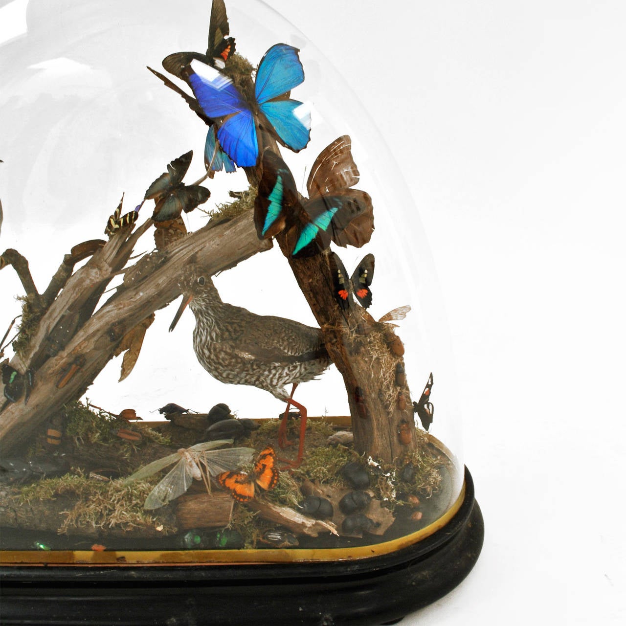 Bell Glass with Insects and Birds Dissected at Interior