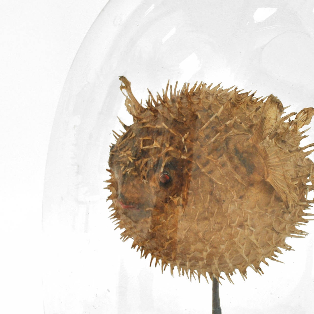 Bell Glass with a Blowfish at Interior