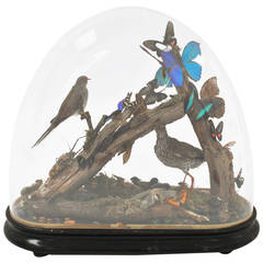 Bell Glass with Insects and Birds Dissected at Interior