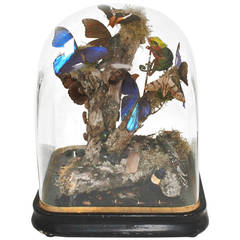 Bell Glass with Insects Dissected at Interior