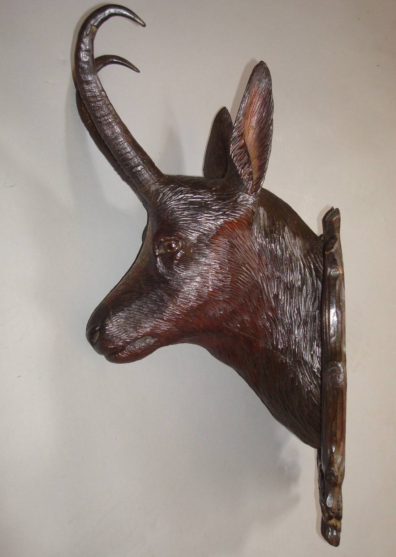 A fine 19th Century Black Forest carved Chamois head, the finely, naturalistically carved head tilted in trian aspect with real horns, painted eyes and white blaze on his nose, mounted on a carved plaque simulating branches and flowers with a