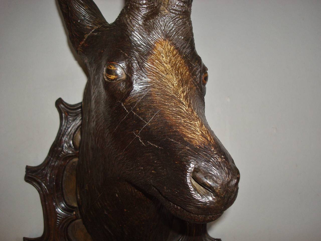 19th Century Black Forest Carved Chamois Head 1