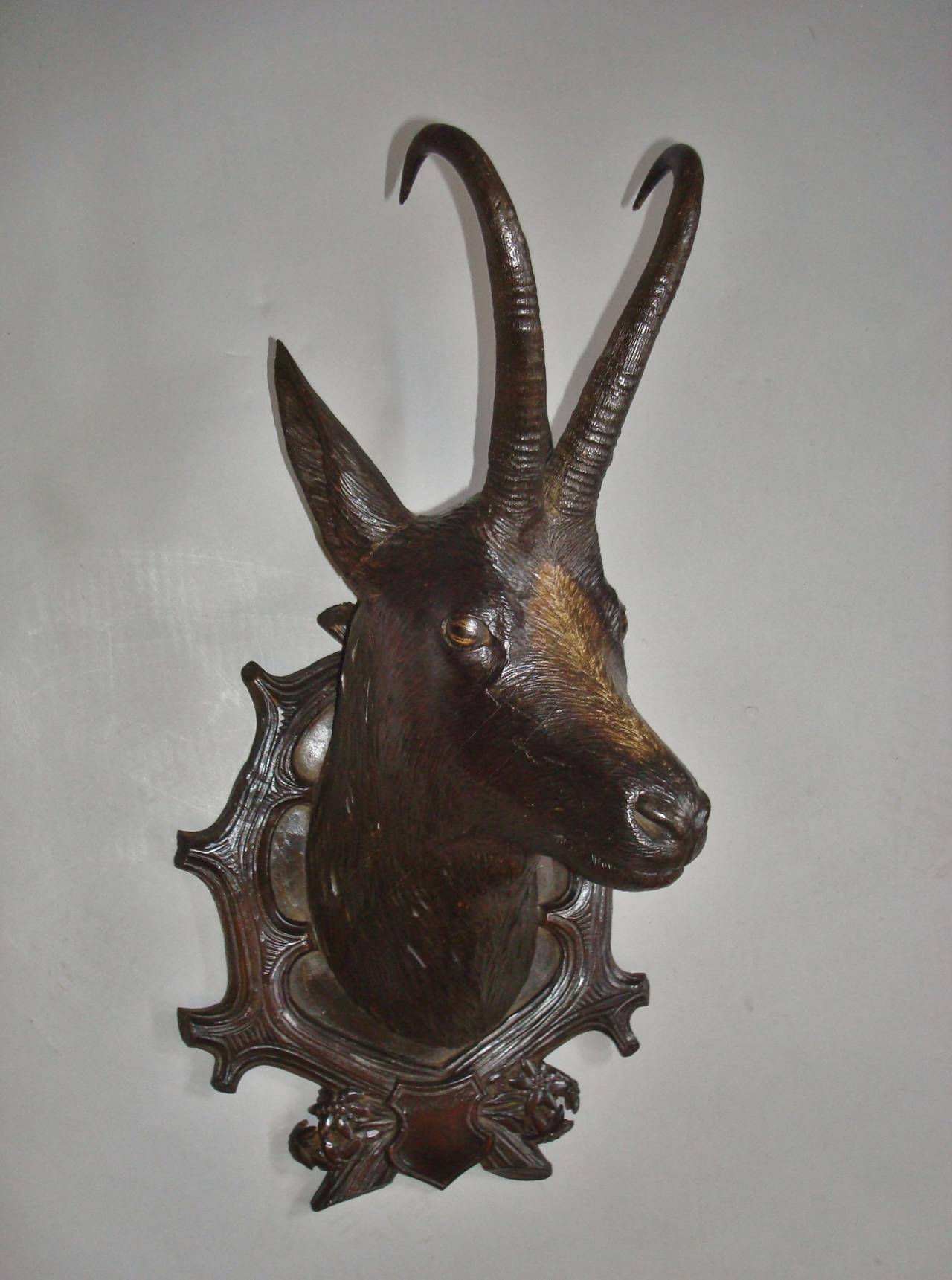 19th Century Black Forest Carved Chamois Head 2