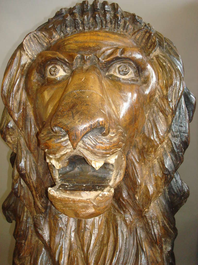 A spectacular 19th century life-size carved lion, naturalistically carved in pine, sitting proudly with his flowing mane and open mouth and uplifted tail, with a waxed and stained finish.  Fitted with later castors which can be removed.