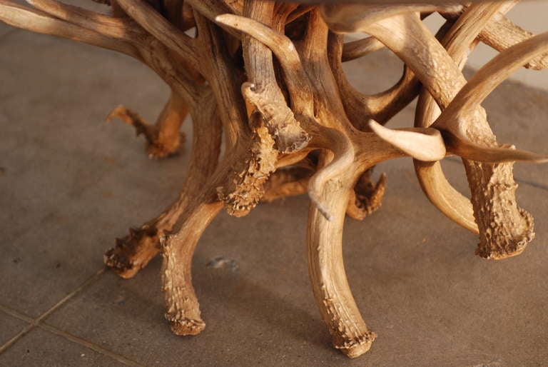 Antler Coffee Table With Brass and Glass Top 1