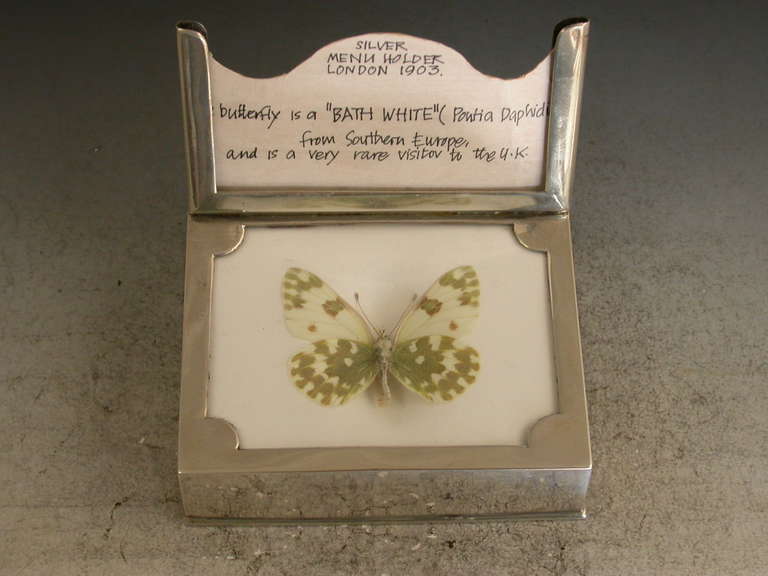 An Edwardian silver mounted Menu Holder with Lepidoptera Interest, formed from a "Denton's Patent Butterfly Tablet" with attached silver frame. The encased and preserved butterfly is a "Bath White" from Southern Europe and a very