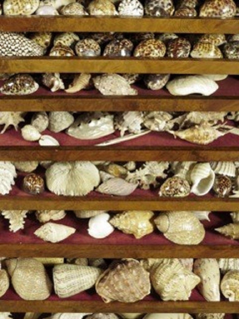British Walnut Collectors Display Cabinet, Containing a Collection of Seashells
