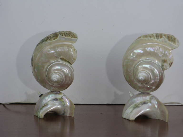 Romantic Rare Pair of Natural Decorated 