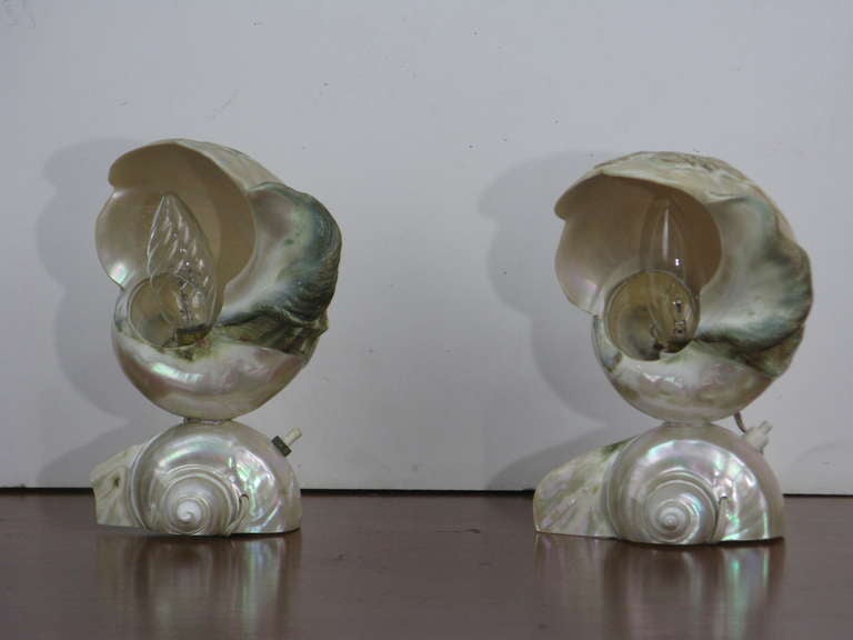 Italian Rare Pair of Natural Decorated 