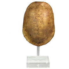 Large Faux Turtle Shell Mounted on a Chic Lucite Stand