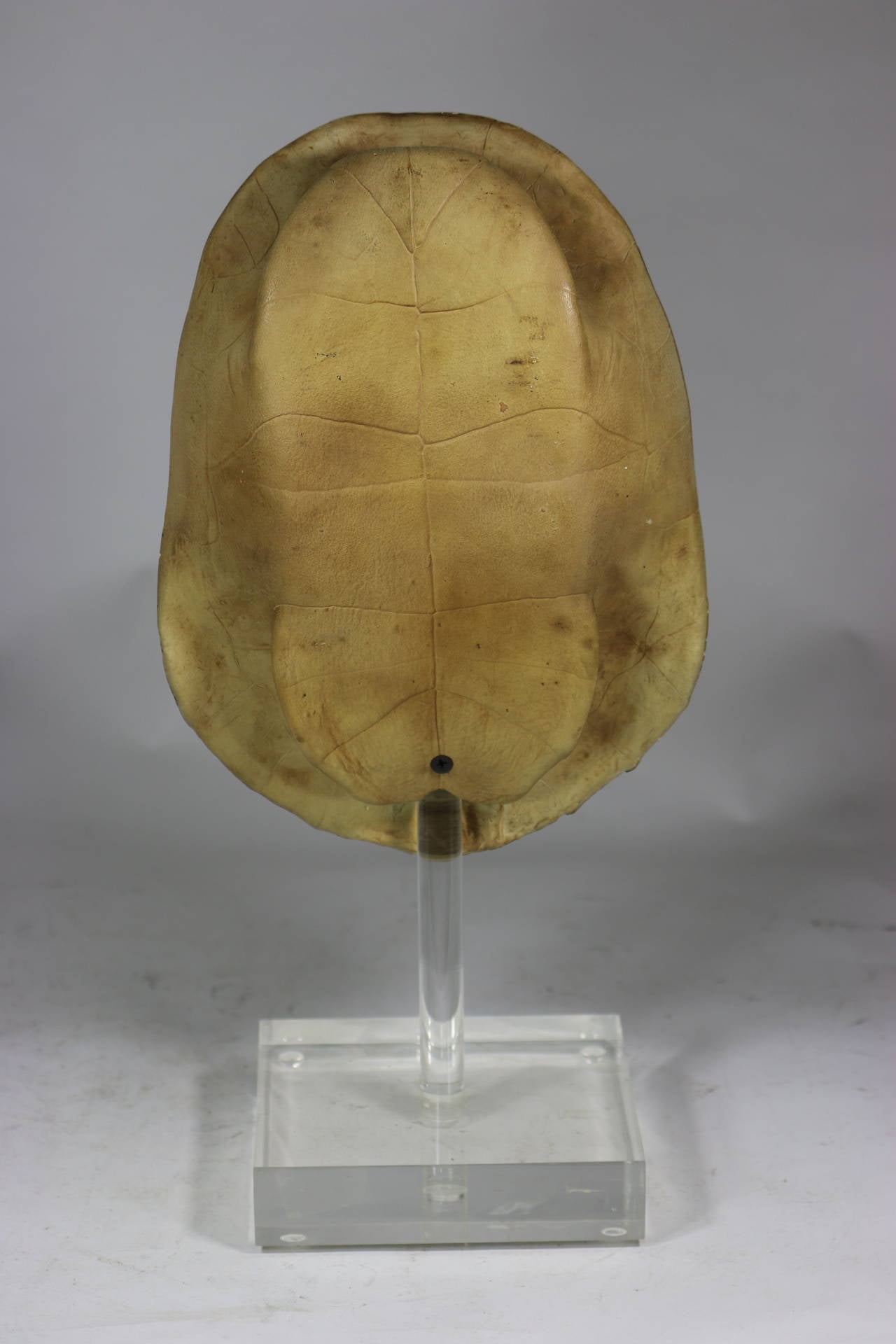 Inspired by Nature, this vintage 1950s faux composition shell has a cool, museum quality look we love, and you will too!

 