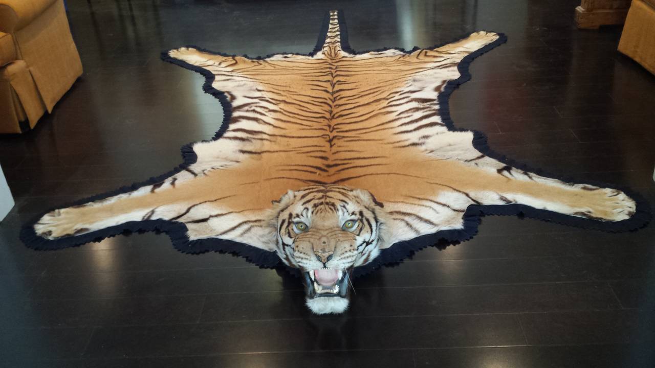 Antique Registered Taxidermy Tiger Rug Prior to Endangered Classification In Good Condition For Sale In West Palm Beach, FL