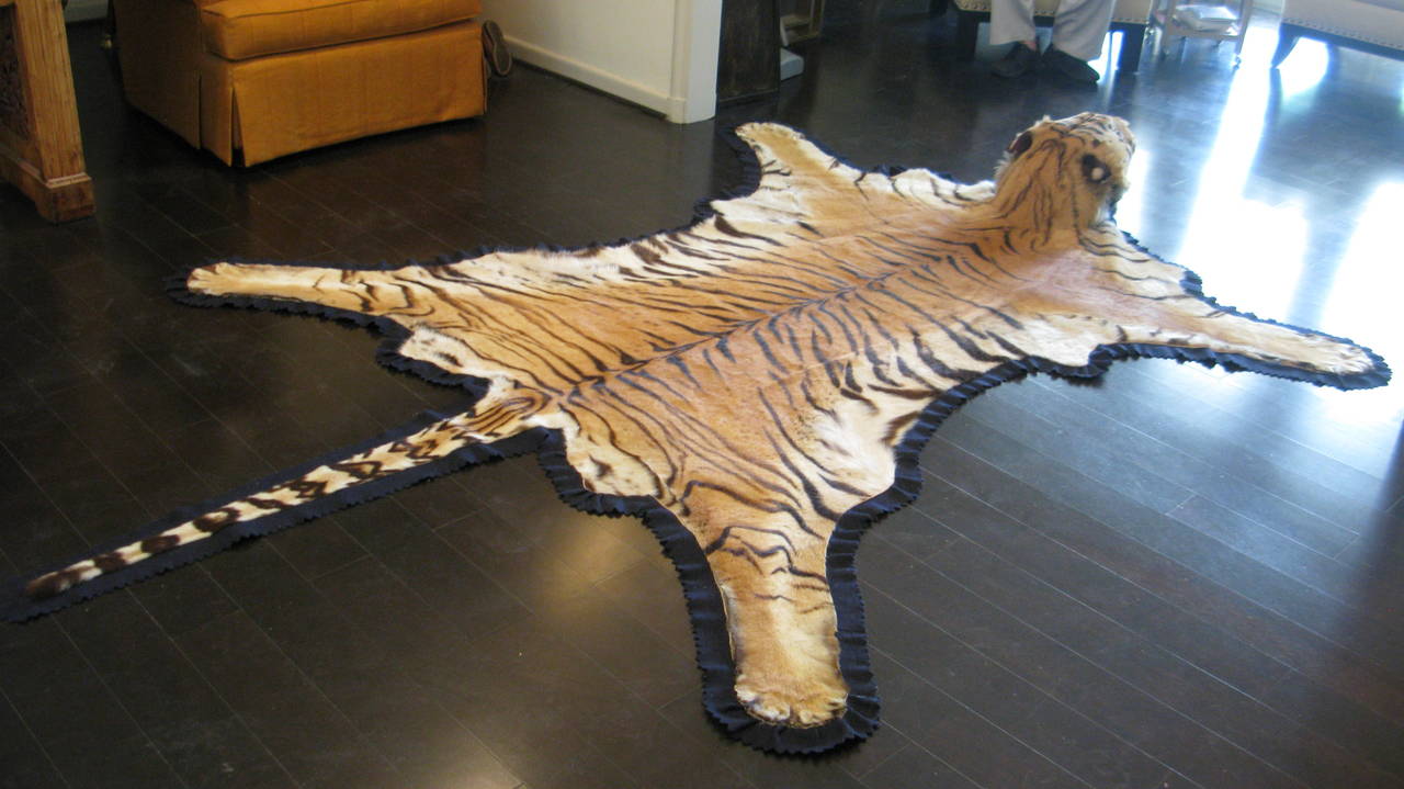 Indian Antique Registered Taxidermy Tiger Rug Prior to Endangered Classification For Sale